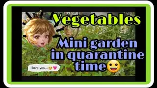 VanieHeart❤:MY MINI VEGETABLES GARDEN! HOW DOES IT LOOKS??😯