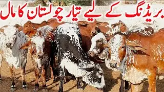Top Quality Cholistani & Sahiwal Calves | Best for Dairy & Qurbani Purpose | Global Village Farming