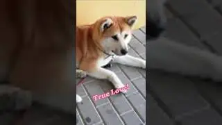This dog waited 6 days outside the hospital&hellip; 🐕| True Animal Story