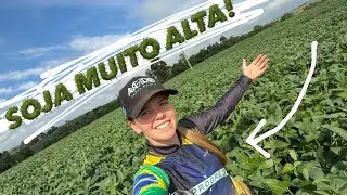 PULVERIZANÇA! soja de mais de 1 metro*