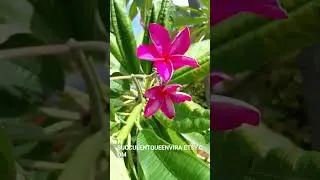 Hawaiian Bright Pink Plumeria (Frangipani) Plant  at Succulentqueenvira.etsy.com