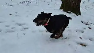 Hiking with my Jagdterrier in the forest💯💯