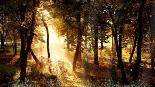 Beautiful Forest Animated Wallpaper  