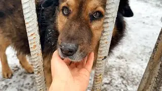 He Looked at Me Through the Fence… and My Heart Broke