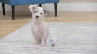 Vetoquinol Zylkene Dog & Cat Calming Supplement | Chewy