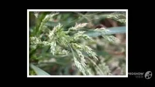 Agrostis - garden plants