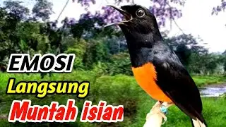 Terapi Masteran Murai Batu Klasutan Alam Liar Aliran Sungai Jernih | Cepat Gacor & Mental Baja