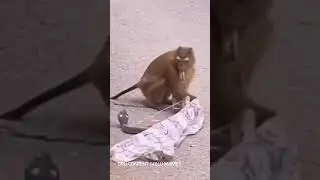 MONKEY OMG MOMENT #monkey