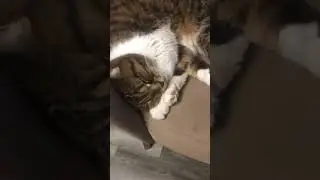 Кошка спит