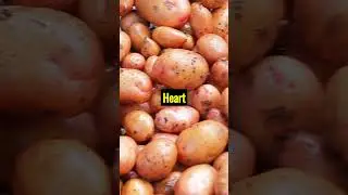 🥔 Where Is the Nutrition in a Potato Skin, Flesh, Vitamins, Carbs & More Explained! #Shorts