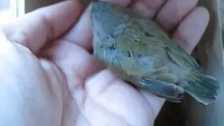 Babies Gouldies in the nest