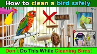 How to Clean a Bird: 10 Steps | Parrot, Budgie, Lovebird, pet birds Cleaning Tips