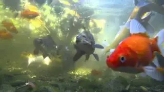Oasis Koi Water Garden