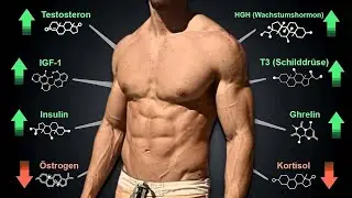 Natürliche Hormon-Tricks für Muskelaufbau & Fettabbau: Testosteron, HGH, Cortisol, Insulin & Co.