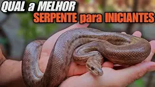 QUAL A MELHOR SERPENTE PARA INICIANTES?