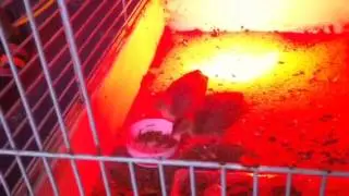 Baby black francolin