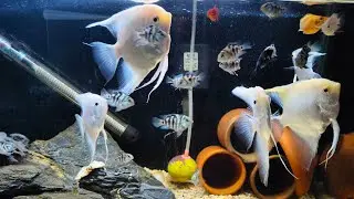 Love and Entertainment #live #youtube #livestreaming #good #foryou  #fish #aquarium #angel #chiclid