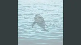 Dolphin Splash It When I Whip It