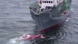 Whales & How these Creatures Matter for our Ocean Ecology!