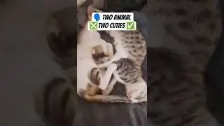 Lazy Cat Vibes 😴 | Bed is Life|#subscribe