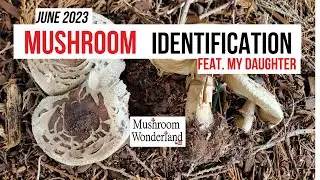 June Wild Mushroom Identification with my daughter!