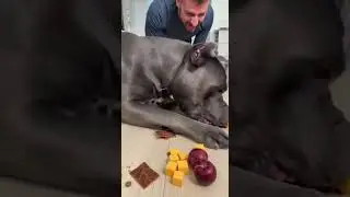 I Challenged My Dog to Eat FAST&hellip; You Won&rsquo;t Believe What Happened! 😱🤣 #shorts #dogs #funny #challenge