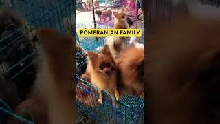 POMS FAMILY IN BOCAUE