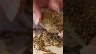 Plucking Sunflower Seeds