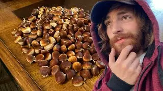 How to Remove Worms from Your Chestnuts