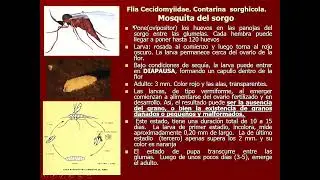 Clase N&ordm; 10 Dipteros