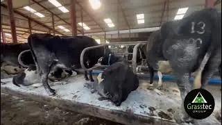Xbred In Calf Cows