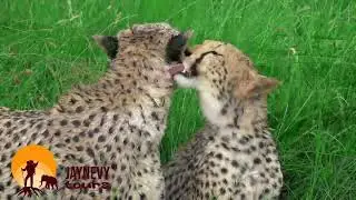 The best Tanzania Private Safari Tour | Tailor-made Tanzania safari | Jaynevy Tours