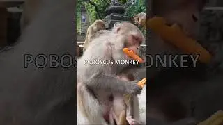 🐒 Mind-Blowing Monkey Facts That Will Amaze You! 🤯 #monkeyfacts