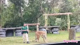 Weekend Seru - Tiger Attraction at Taman Safari Prigen, Pandaan