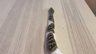 Pied Burmese Python