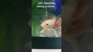 axolotl feeding time