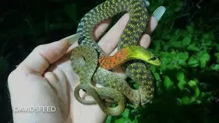 Красношейный кильбек выделяет яд | Herping Thailand