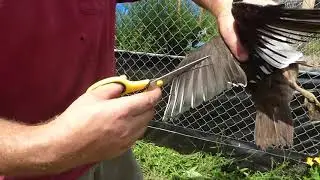 Banding and wing clipping ducks