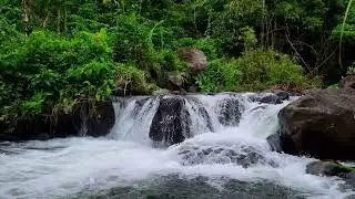 Gentle Stream Ambience &bull; 1 Hour Water Background Noise for Focus, Study, and Mental Productivity 4K