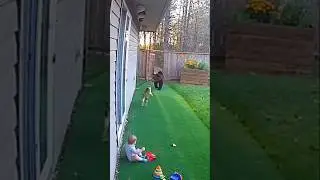 OMG 😱 Bear Attacked On Baby #unseenincidents #cctvcamera #bearattack