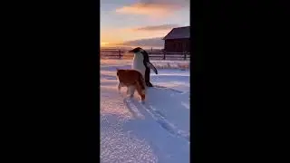Proof That Friendship Has No Rules 🐾❤️