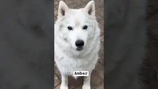 Голубые глаза у сибирских хаски #хаски #хаски #сибирскийхаски #жизньхаски #жизньхаски