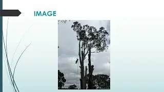 Transform Your Landscape with Expert Tree Services in Greenwith.