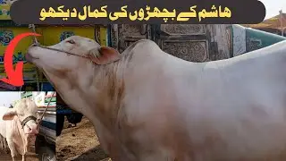Hashim k bachry ki kamal dakho Multan Cow Mandi latest Update