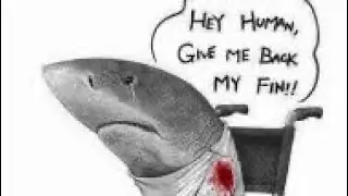 Shark Fin trade project
