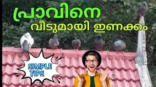 പ്രാവുകളെ വീടുമായി ഇണക്കം..!!🕊️| Malayalam | kerala pigeon farm.