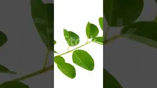 Why Everyone&rsquo;s Obsessed with Moringa: Boost Energy & Glow Naturally!#moringa #swasaaenterprises