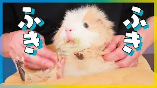 気持ちよくってお口半開き　モルモットのお手入れ　cute guineapig