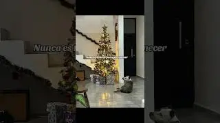 MILAGRO NAVIDE&Ntilde;O #qmep #perrorescatado  #adoptaunperro #magianavide&ntilde;a