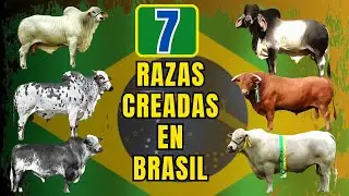 7 razas de ganado de fama mundial que fueron creadas en Brasil